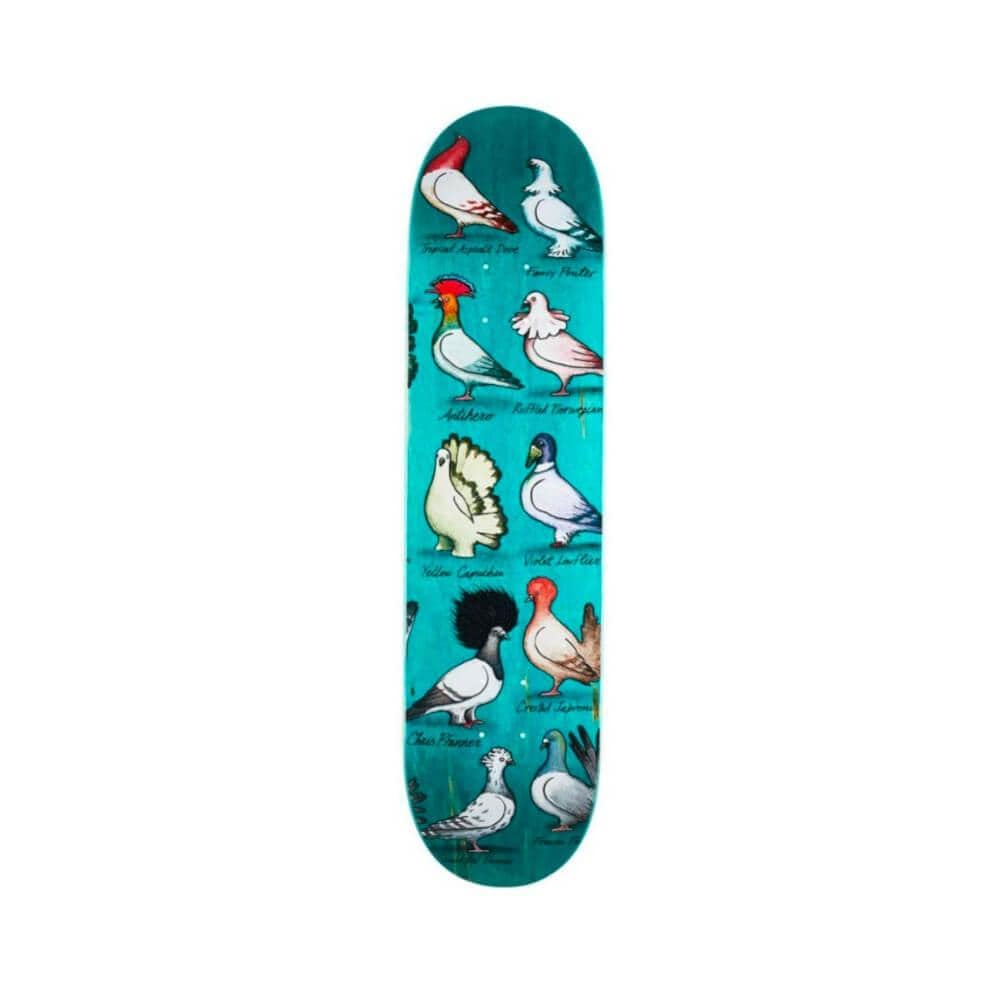Anti Hero Skateboard Deck Show Pigeon Pfanner 8.06" x 31.8" Aqua 14.38" WB - 50-50 Skate Shop